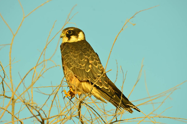 Biodiversity